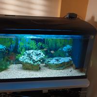acquario 
