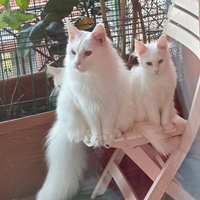 Maine Coon white