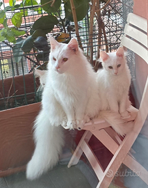 Maine Coon white