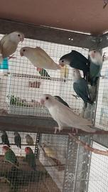 Inseparabili