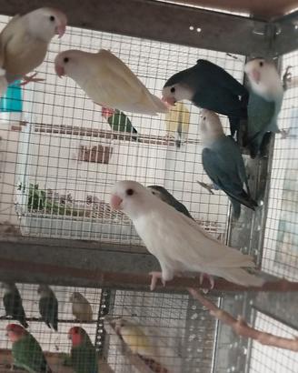 Inseparabili