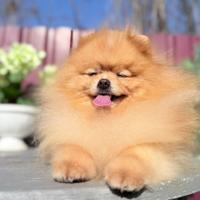 Spitz di Pomerania maschio