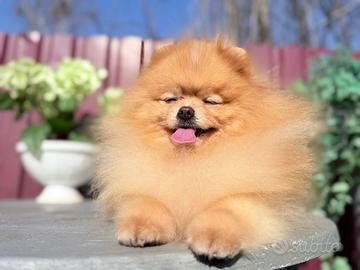 Spitz di Pomerania maschio