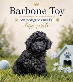 Barboncini disponibili