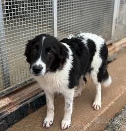 Due fratelli cuccioloni buonissimi in adozione