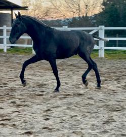 Cavallo spagnolo pre