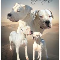 Dogo argentino cuccioli