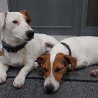 Jack russell di tre anni