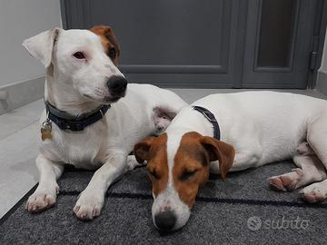Jack russell di tre anni