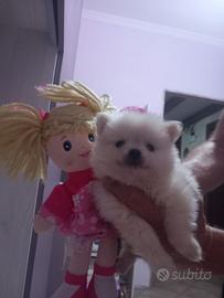 Spitz nano