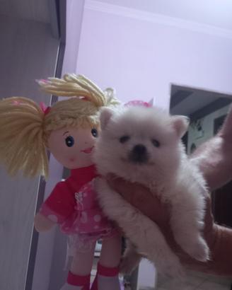 Spitz nano