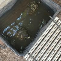 Tolgo 2 tartarughe d'acqua orecchie gialle
