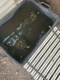 Tolgo 2 tartarughe d'acqua orecchie gialle