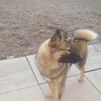 Shiba Inu cucciolone