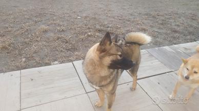 Shiba Inu cucciolone