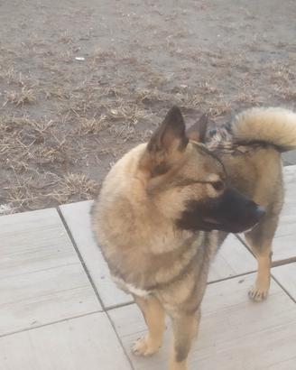 Shiba Inu cucciolone