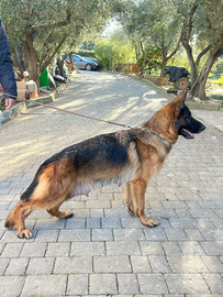 Cuccioli di pastore tedesco