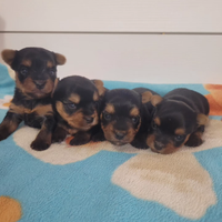 Cuccioli yorkshire terrier