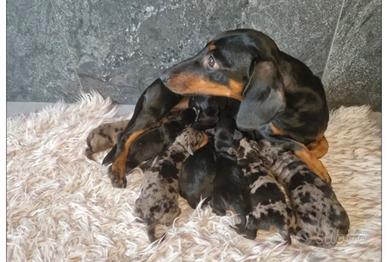 Cuccioli Bassotto