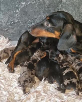 Cucciolo Bassotto