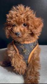 BARBONCINI CUCCIOLI TOY DISPONIBILI - barboncino