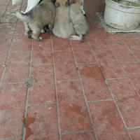 Cuccioli Leggere descrizione