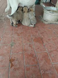 Cuccioli Leggere descrizione