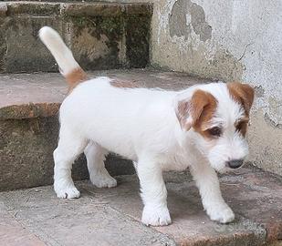 Jack Russell Terrier cuccioli