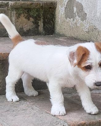 Jack Russell Terrier cuccioli