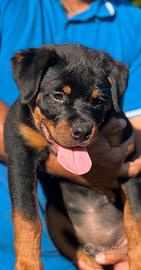 Cuccioli rottweiler