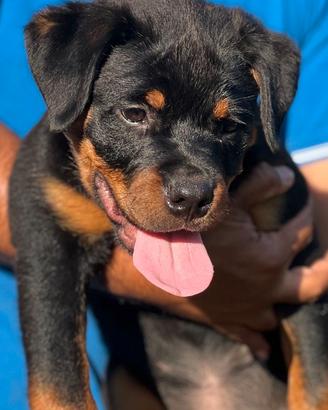 Cuccioli rottweiler