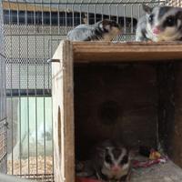 Petauri dello zucchero