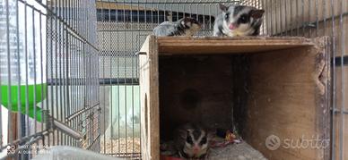 Petauri dello zucchero