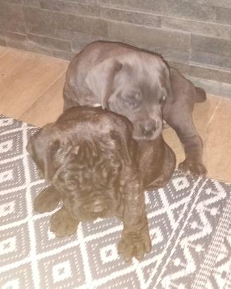 cuccioli di cane corso 