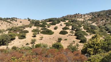 Santadi loc. "Is frissas" 9.000 mt