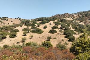 Santadi loc. "Is frissas" 9.000 mt