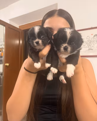 Chihuhua