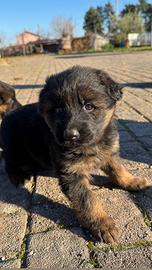 Cuccioli di pastore tedesco