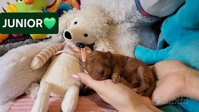 Barboncino maschio red