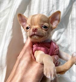 CHIHUAHUA TOY CUCCIOLI top pag mensile