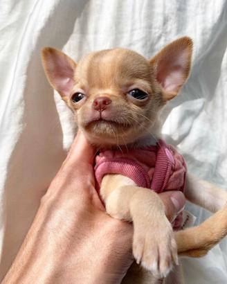 CHIHUAHUA TOY CUCCIOLI top pag mensile