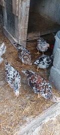 Galline ornamentali