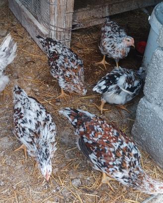 Galline ornamentali