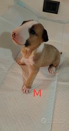 Cuccioli bull Terrier standard