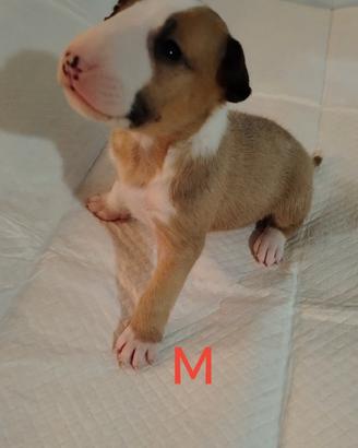 Cuccioli bull Terrier standard