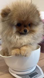 Cuccioli Pomerania con pedigree