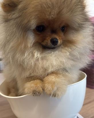 Cuccioli Pomerania con pedigree