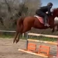 Cavalla italiana