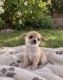 Chihuahua 2  toy