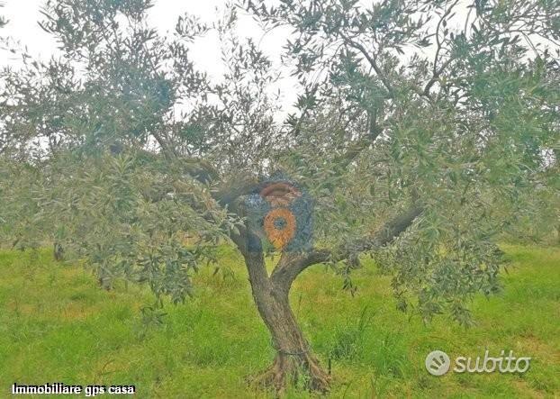 Castelvetrano Terreno Agricolo Con Magazzino